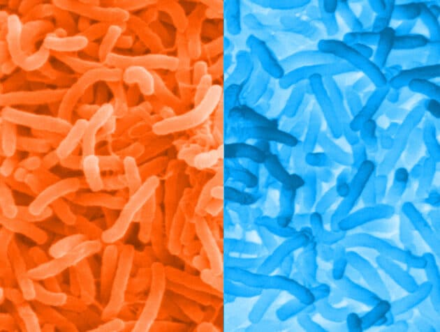 Symbolbild: Spiegel-Bakterien (Illu.).