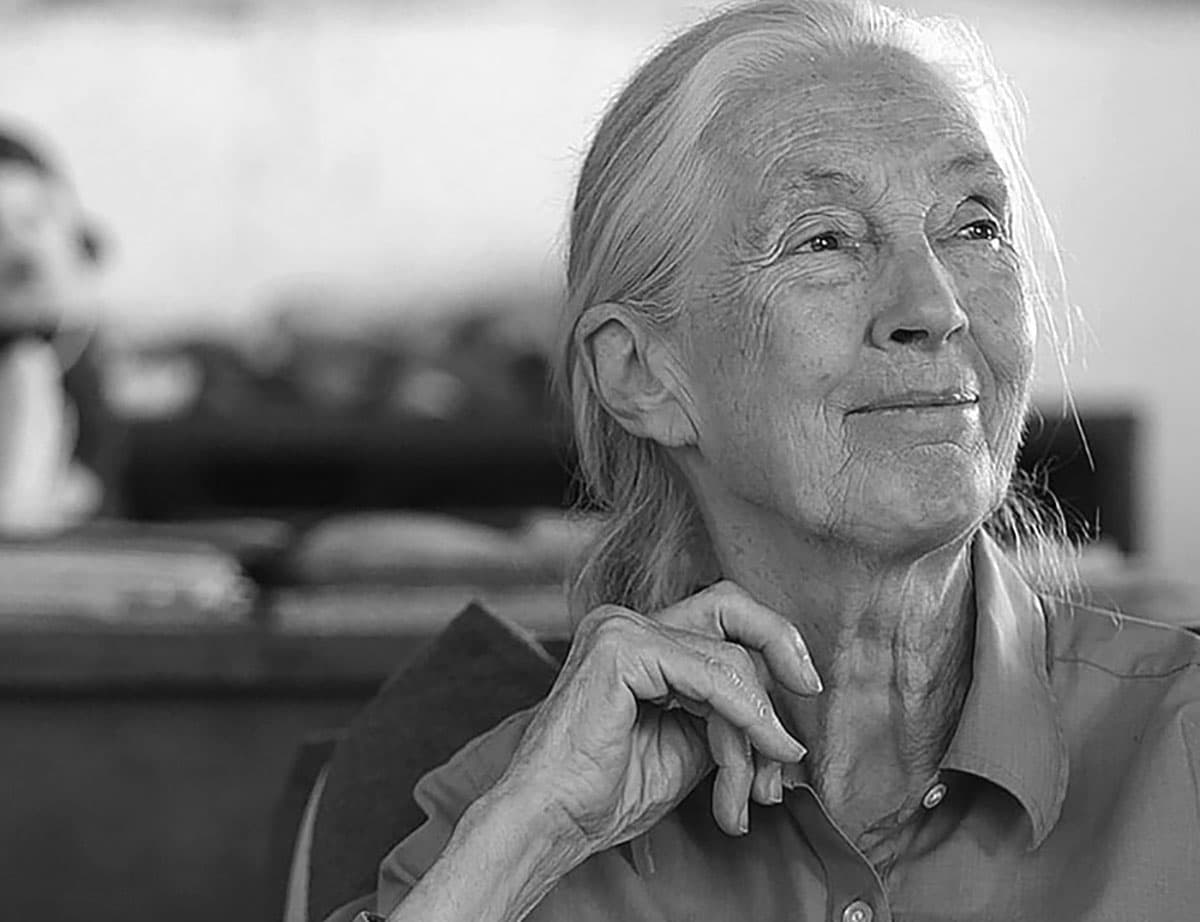 Dr. Jane Goodall im Gombe NationalparkCopyright: Simon Fraser University (via WikimediaCommons) / CC BY-SA 2.0