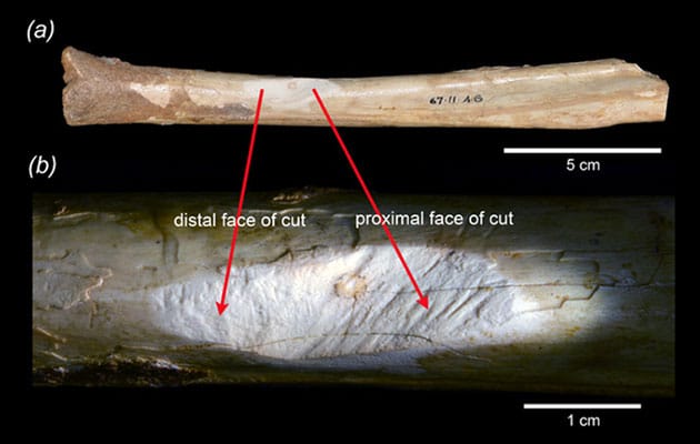 Schnittspuren an dem Schienbeinknochen eines Riesen-Kängurus führt 1980 zur Schlussfolgerung, dass die australische Megafauna von Menschen durch bejagung ausgerottet wurde.Copyright/Quelle: Anna Gillespie / Archer et al., Royal Society Open Science 2025