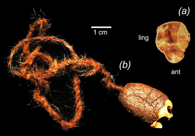 Fossiler Beuteltierzahn als Anhänger.Copyright/Quelle: Michael Archer and Western Australian Museum, Royal Society Open Science 2025