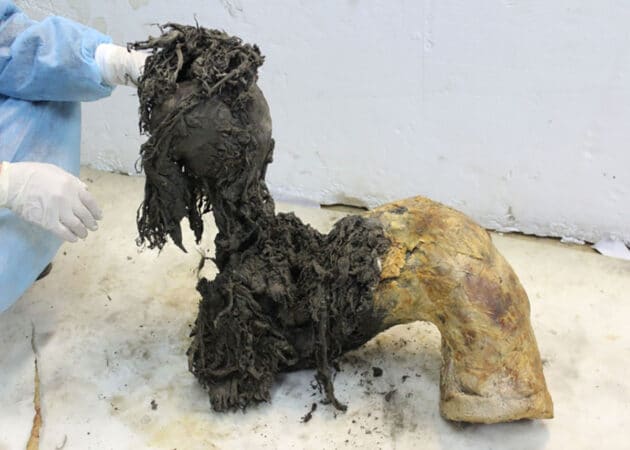 Archivbild: Eines der bemerkenswert gut erhaltenen Beine des Mammuts Yuka. Copyright/Quelle: Valeri Plotnikov / Stockholm Universitet
