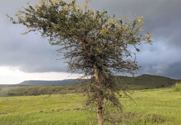 Nahezu 40 Prozent der irdischen Landmasse ist nicht von Wäldern oder Eis, sondern ausgedehnten offenen Grasländern wie auf dieser Abbildung im westindischen Maharashtra bedeckt. Copyright: Ashish Nerlekar