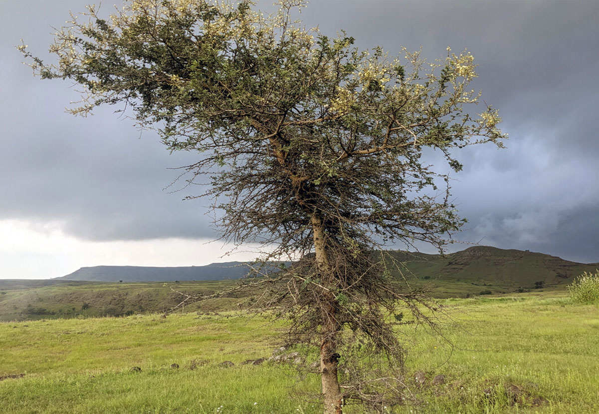 Nahezu 40 Prozent der irdischen Landmasse ist nicht von Wäldern oder Eis, sondern ausgedehnten offenen Grasländern wie auf dieser Abbildung im westindischen Maharashtra bedeckt.Copyright: Ashish Nerlekar