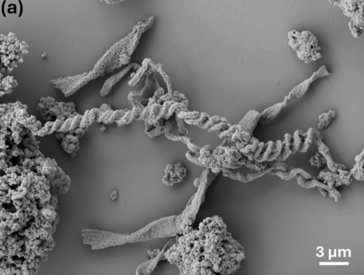 Ein Elektronenmikroskop zeigt Proben aus der eisenreichen Silbergrube „Segen Gottes“ im Schwarzwald. In Laborversuchen liefern Infrarotspektren der Eisen-oxidierenden Bakterienart Acidovorax sp. BoFeN1 klare Signale organischer Gruppen. Solche Mikroben können auffällige organo-mineralische Strukturen bilden – etwa gedrehte Stiele oder Hüllen. Diese bestehen aus wenig kristallinen Fe(III)-Oxyhydroxiden und Polysacchariden und dienen dazu, die Zellen vor Verkapselung zu schützen und sie an die optimale Grenze zwischen Sauerstoff und Fe(II) zu positionieren. Die organische Komponente verändert die Eigenschaften der Minerale und unterscheidet sie deutlich von rein geologisch entstandenen Eisenablagerungen.Copyright/Quelle: L. Tenelanda-Osorio et al., Earth-Science Reviews 2025