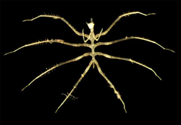Mikroskopaufnahme einer nur wenige Millimeter großen, in 4.000 Metern Tiefe entdeckten Seespinne. Quelle: Natural History Museum, London & Göteborgs Universitet