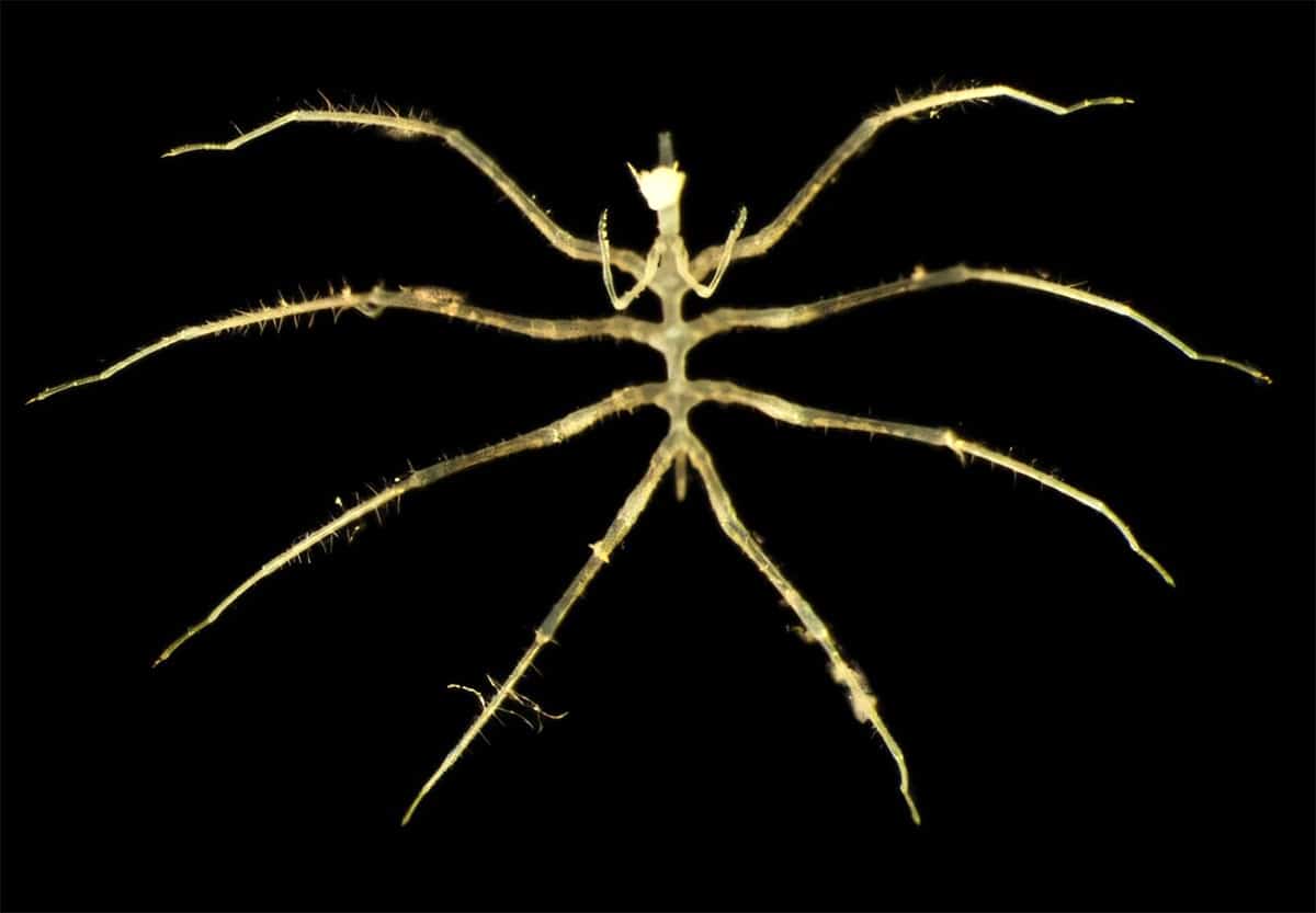 Mikroskopaufnahme einer nur wenige Millimeter großen, in 4.000 Metern Tiefe entdeckten Seespinne.Quelle: Natural History Museum, London & Göteborgs Universitet