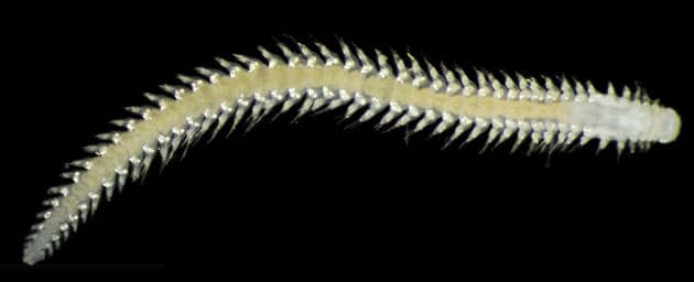 Auch dieser, ebenfalls nur 1–2 mm lange Borstenwurm wurde im untersuchten Tiefseeboden entdeckt.Quelle: Natural History Museum, London & Göteborgs Universitet