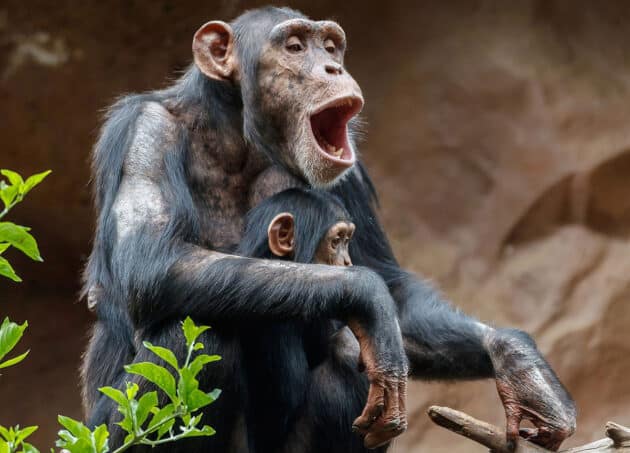Symbolbild: Schimpansenmutter mit Kind. Copyright: H. Zell (via WikimediaCommons) / CC BY-SA 3.0