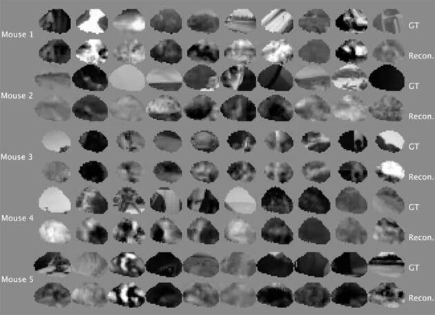 Ergebnisse der Rekonstruktion der visuellen Eindrücke unterschiedlicher Test-Mäuse. Jeweils oben sind die den Tieren gezeigten Filmsequenzen zu sehen, darunter das Ergebnis der Rekonstruktion (siehe auch folgendes Video). Copyright/Quelle: Joel Bauer et al., eLife 2026