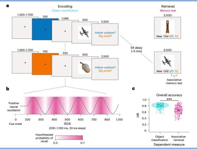 Schaubild zu Objektklassifikation, Gedächtnistest und Gesamtleistung. Copyright/Quelle: Biba et al. (Nature Human Behaviour, 2026).