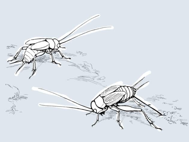 Symbolbild: Zwei Grillen (Illu.). Copyright: R. E. Snodgrass / Gemeinfrei