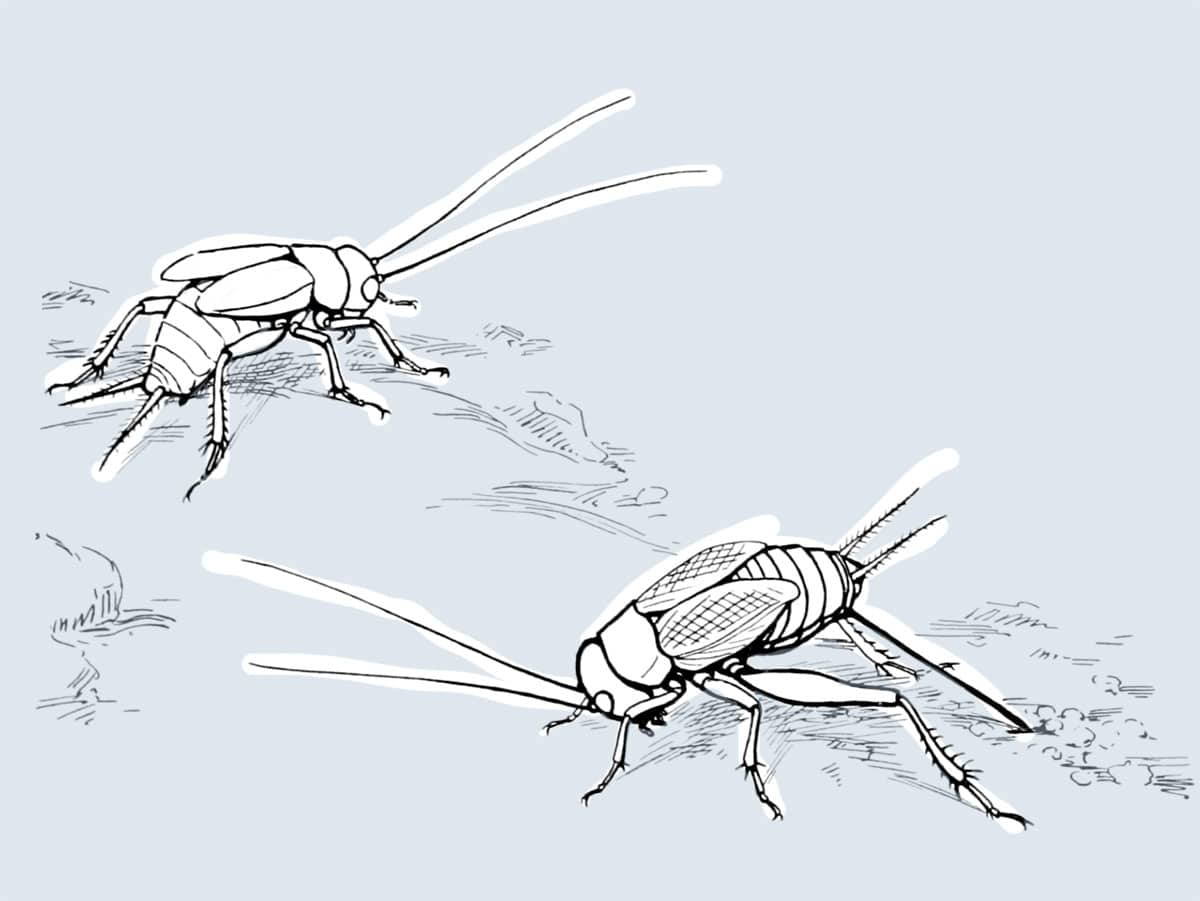 Symbolbild: Zwei Grillen (Illu.).Copyright: R. E. Snodgrass / Gemeinfrei