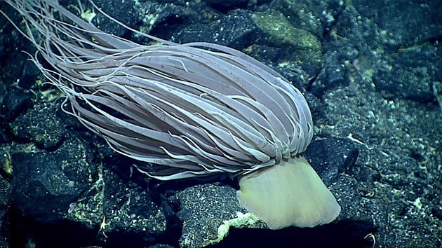 Des Rätsels Lösung Bei dem "goldenen Ei" handelte es sich um den Fuß der Tiefseeanemonenart Relicanthus daphneae.Copyright: NOAA Ocean Exploration, Deepwater Exploration of the Marianas