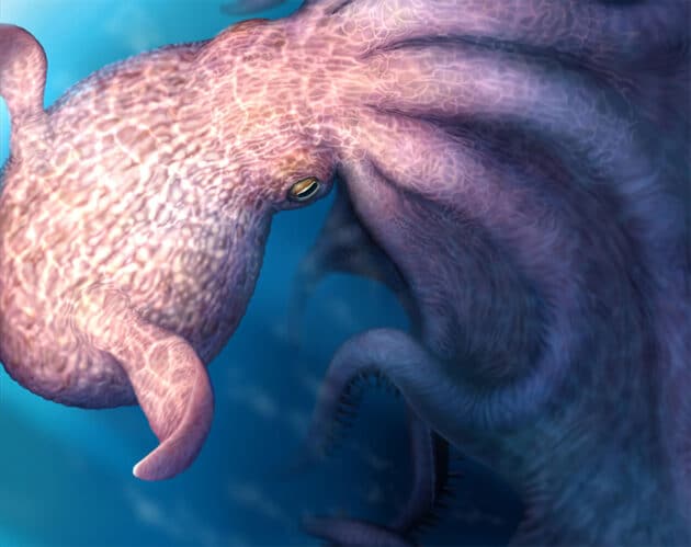 Künstlerische Rekonstruktion des Kreidezeit-Kraken (Illu.). Copyright: Ikegami et al., Science 2026