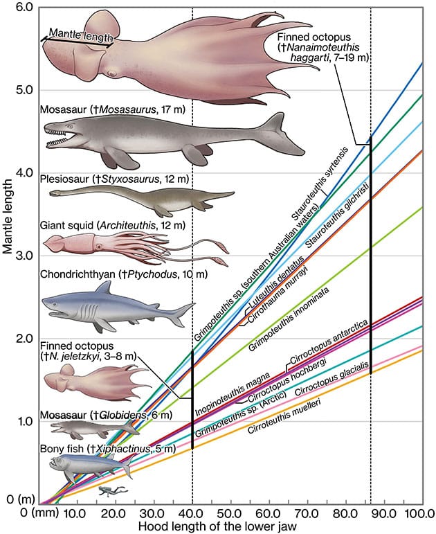 Größenschätzung spätkreidezeitlicher Oktopusse: Die Grafik zeigt eine allometrische Beziehung zwischen der Länge des Kiefers und der Mantellänge bei langgestreckten heutigen Flossenkraken-Arten. Der Name der jeweiligen Art ist entlang jeder Wachstumskurve angegeben. Die Größen von N. jeletzkyi und N. haggarti, basierend auf ihren jeweils größten bekannten Exemplaren, sind durch schwarze vertikale Linien markiert. Rekonstruktionen dieser beiden Arten, des heutigen Riesenkalmars (36) sowie gigantischer Wirbeltier-Räuber der späten Kreidezeit (37–40) werden zusammen mit ihrer maximalen Gesamtlänge dargestellt.Copyright/Quelle: Ikegami et al., Science 2026