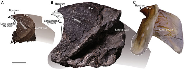 Riesige Unterkiefer fossiler Oktopusse (A, B) und eines heute lebenden Riesenkalmars (C).Copyright/Quelle: Ikegami et al., Science 2026