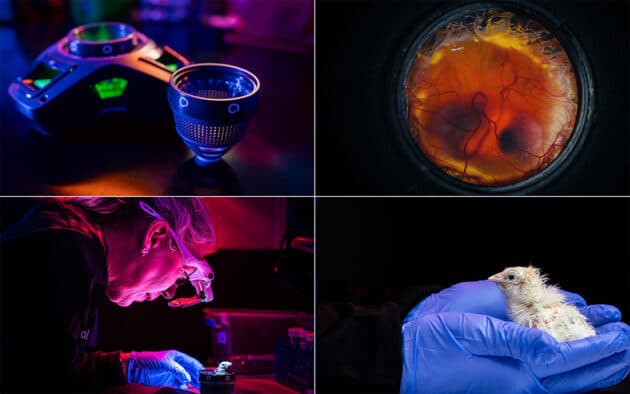 V. l. n. r.: Colossals künstliche Ei-Vorrichtung; ein gesunder Embryo; ein aus der Vorrichtung geschlüpftes Küken sowie dieses Küken in einer Nahaufnahme Copyright: Colossal Biosciences