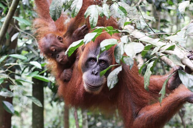 Symbolbild: Orang-Utans im Regenwald auf Sumatra. Copyright: Yuliseperi2020 (via WikimediaCommons) / CC BY-SA 4.0