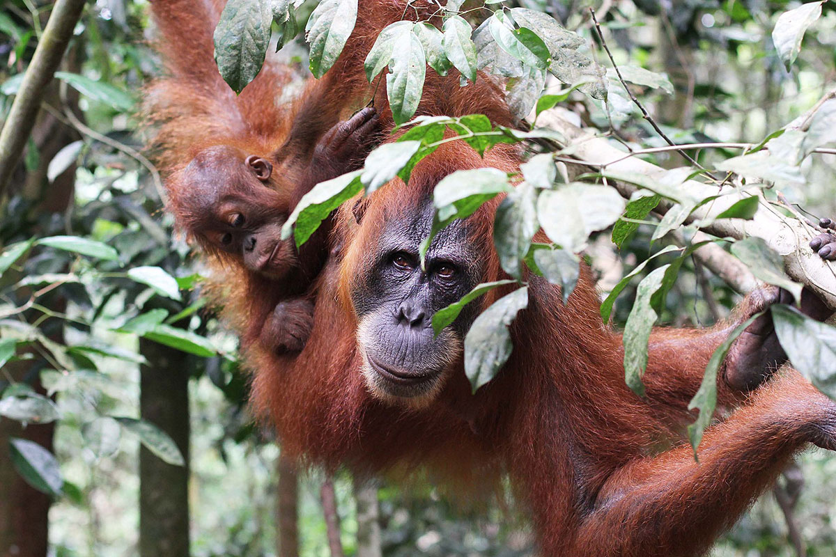 Symbolbild: Orang-Utans im Regenwald auf Sumatra.Copyright: Yuliseperi2020 (via WikimediaCommons) / CC BY-SA 4.0