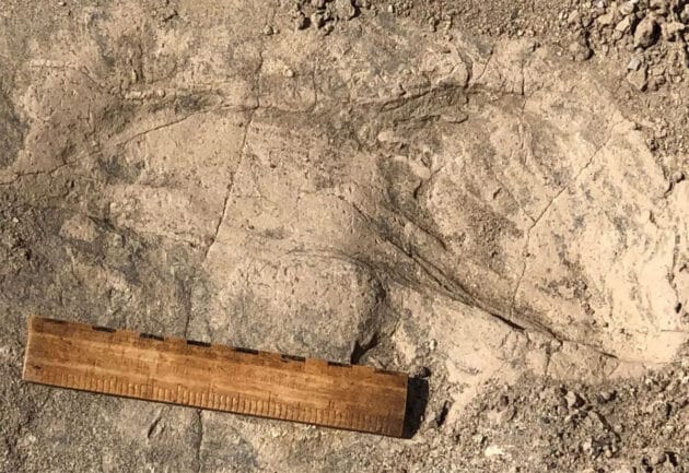 Einer der großen, 1,4 Millionen Jahre alten Fußabdrücke, die das Team in Kenias ausgegraben hat. Copyright/Quelle: Kay Behrensmeyer / Max-Planck-Institut für evolutionäre Anthropologie
