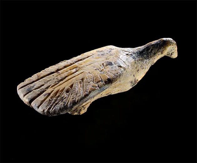 Der Vogel mit ausgebreiteten Flügeln.Copyright/Quelle: Ralf Ehmann / Universität Tübingen