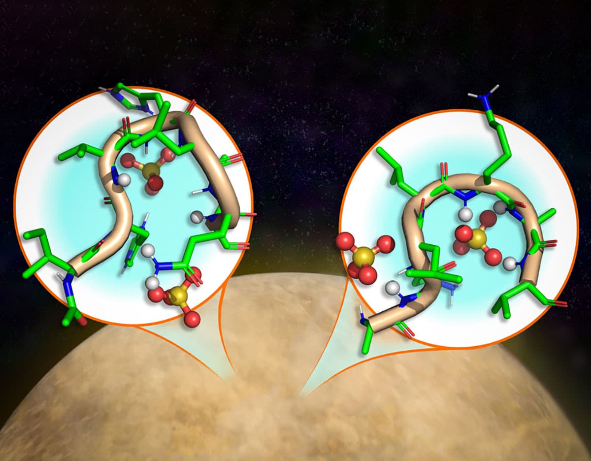 MIT-Forschende haben festgestellt, dass kurze Peptide unter extrem sauren Bedingungen, wie sie in den Wolken der Venus herrschen, nicht nur stabil bleiben, sondern sich in Strukturen falten können, die möglicherweise biologische Funktionen ermöglichen.Copyright/Quelle: Jose-Luis Olivares, MIT, Mei, Seager et al. 2026