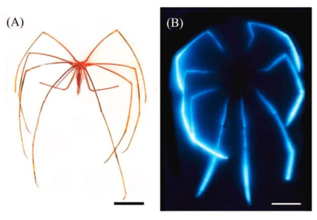 Die Tiefseespinne Colossendeis tasmanica (A), gibt in der Dunkelheit und unter Reizen ein unwirklich erscheinendes blaues Bioleuchten über ihre Beine ab. Quelle: J. Mallefet et al., Deep Sea Research Part I: Oceanographic Research Papers (2026)