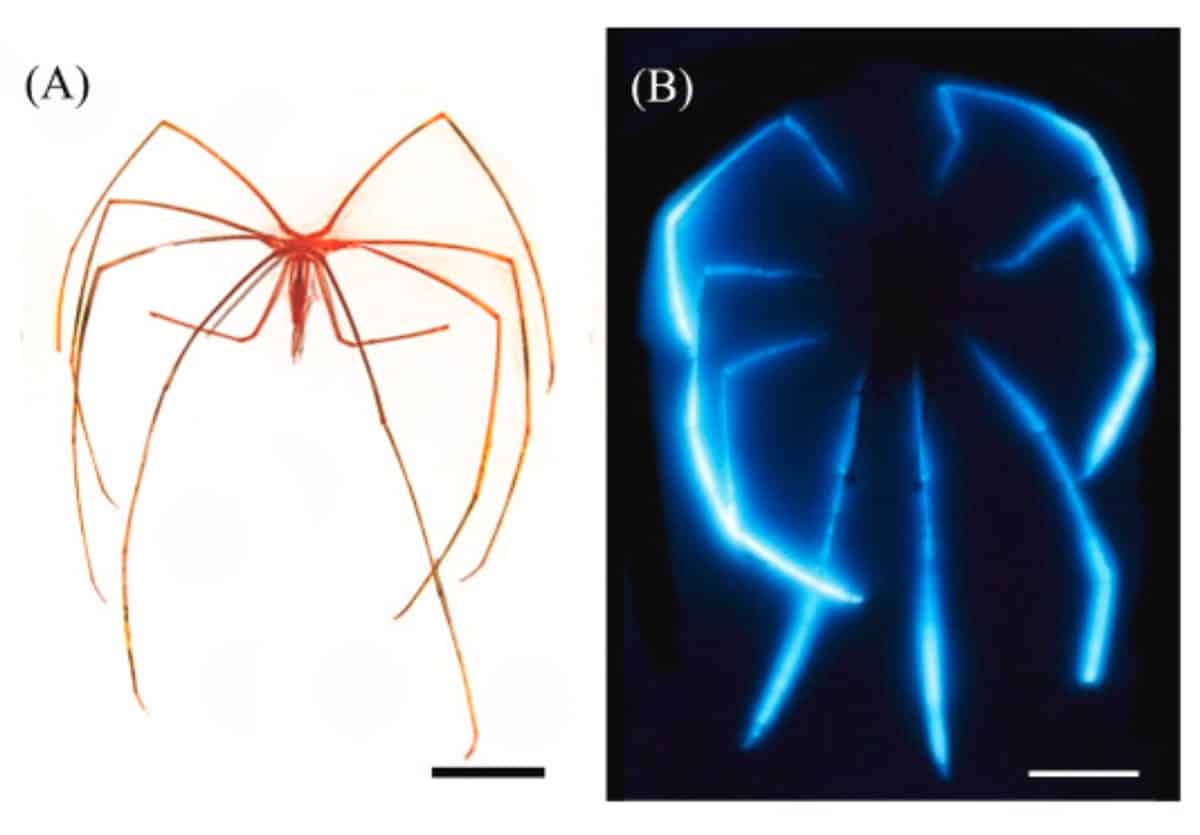 Die Tiefseespinne Colossendeis tasmanica (A), gibt in der Dunkelheit und unter Reizen ein unwirklich erscheinendes blaues Bioleuchten über ihre Beine ab.Quelle: J. Mallefet et al., Deep Sea Research Part I: Oceanographic Research Papers (2026)