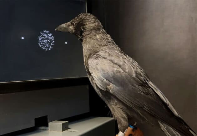 Im Experiment soll die Krähe am Monitor erkennen, ob sich eine bestimmte Anzahl weißer Punkte auf schwarzem Hintergrund nach links oder rechts bewegt, und ihre Entscheidung durch Picken auf den entsprechenden Zielkreis mitteilen. Copyright: Andreas Nieder / Universität Tübingen