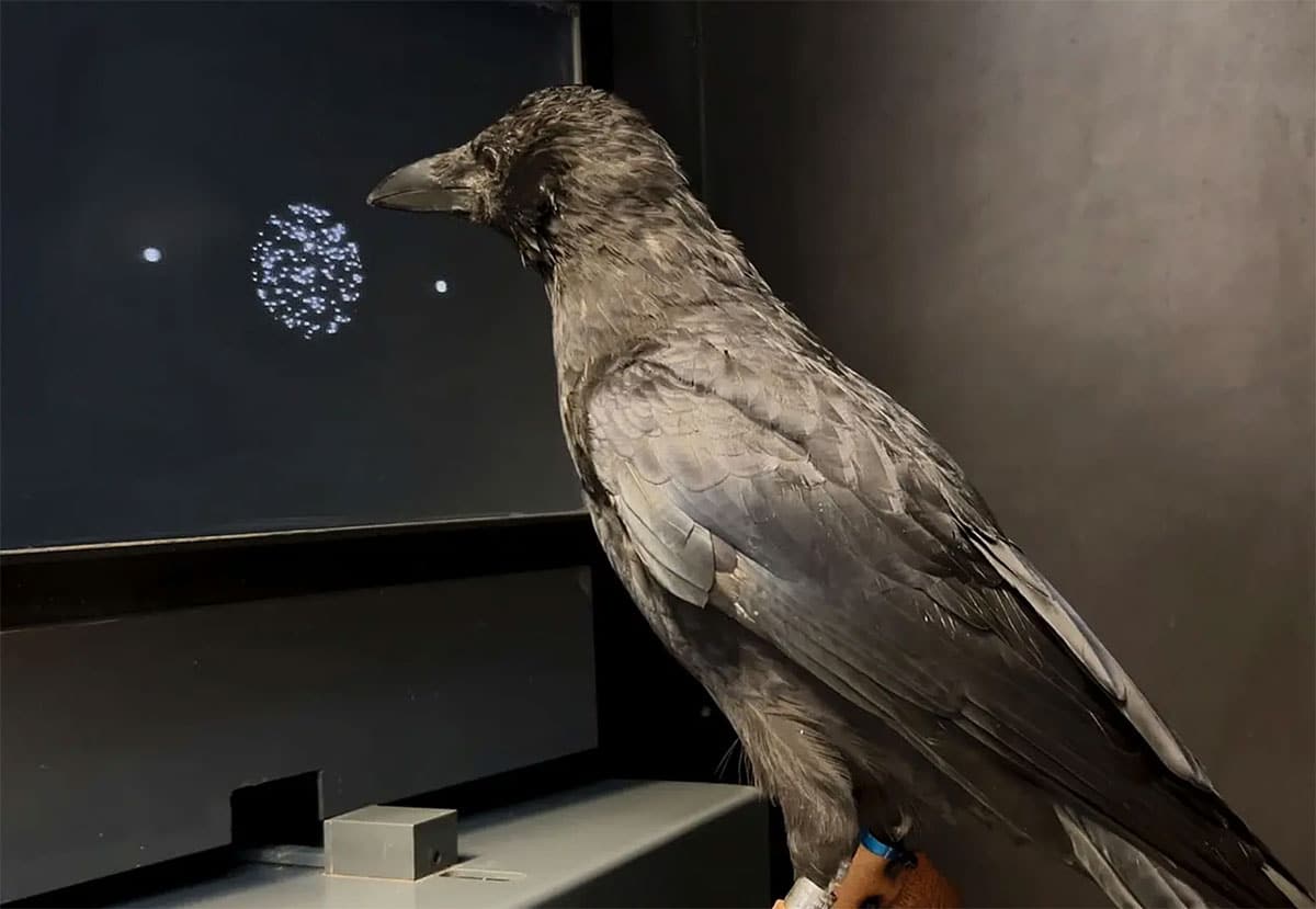 Im Experiment soll die Krähe am Monitor erkennen, ob sich eine bestimmte Anzahl weißer Punkte auf schwarzem Hintergrund nach links oder rechts bewegt, und ihre Entscheidung durch Picken auf den entsprechenden Zielkreis mitteilen.Copyright: Andreas Nieder / Universität Tübingen